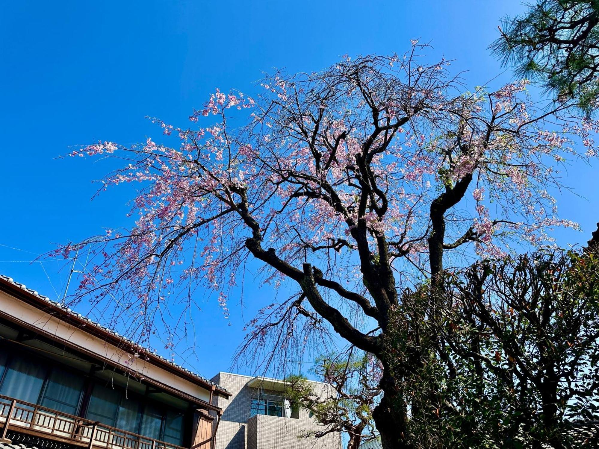 Family Or Business Travel 20 Percent Off丨200 Sqm 丨 14 Min To Shinjuku 丨century-Old Japanese Garden 丨3 Parking Spaces丨4 Bedrooms Tóquio Exterior foto